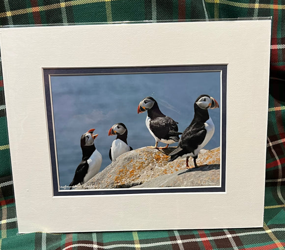 MATTED PHOTO 8X10 - FOUR PUFFINS